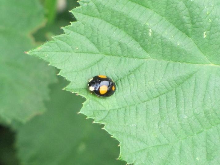 Auch Käfer überleben bei uns